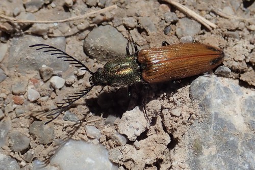 Ctenicera virens