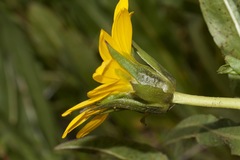 Wyethia longicaulis