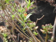 Callophrys xami xami