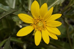 Wyethia longicaulis