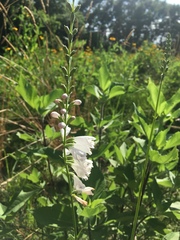 Physostegia angustifolia