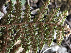 Myriopteris covillei