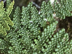 Myriopteris covillei