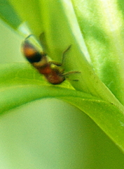 Enoclerus rosmarus