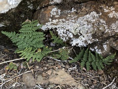 Myriopteris covillei