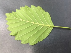 Alnus × pubescens