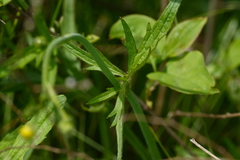 Ranunculus polyanthemos
