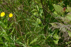 Ranunculus polyanthemos
