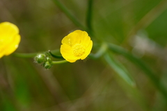 Ranunculus polyanthemos