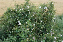 Rosa corymbifera