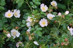 Rosa corymbifera