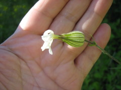 Silene latifolia alba
