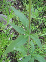 Silene latifolia alba