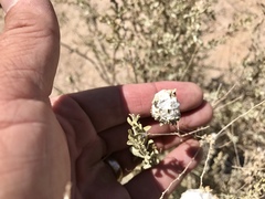 Asphondylia floccosa