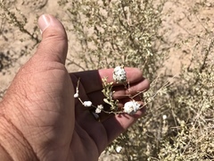 Asphondylia floccosa