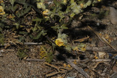 Verbascum pinnatifidum