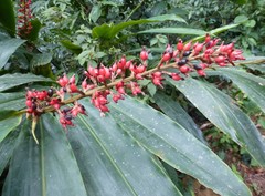 Renealmia longifolia