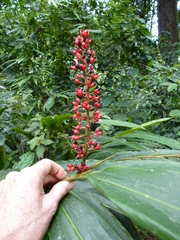 Renealmia longifolia