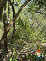 Aeschynomene fascicularis