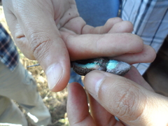 Sceloporus lemosespinali