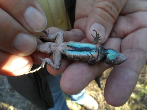 Lemos-Espinal's Spiny Lizard