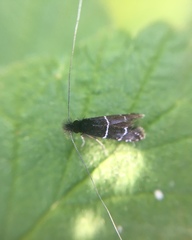 Adela septentrionella