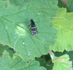 Adela septentrionella