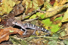 Coleonyx nemoralis