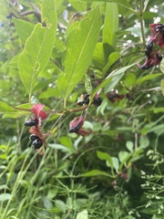 Lonicera involucrata involucrata
