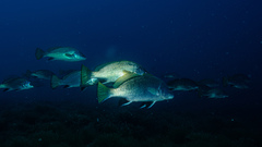 Sciaena umbra