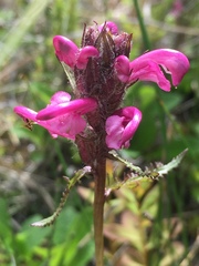 Pedicularis sudetica interior
