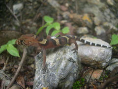Coleonyx