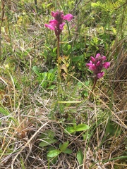 Pedicularis sudetica interior