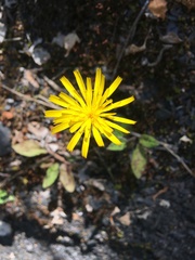 Hieracium glaucinum