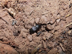 Pterostichus coracinus
