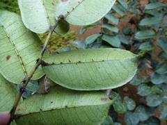 Zanthoxylum atchoum