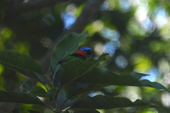 Tangara cyanocephala