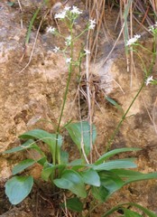Valeriana saxatilis