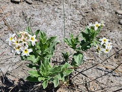 Tournefortia sibirica