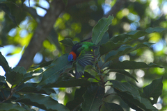 Tangara cyanocephala