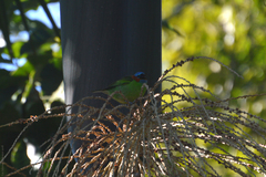 Tangara cyanocephala