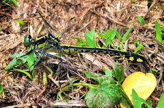 Gomphurus lineatifrons