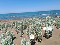 Convolvulus persicus