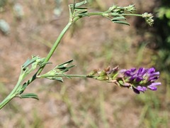 Medicago lessingii