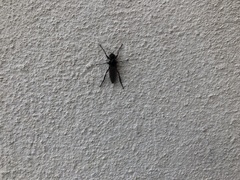 Bibio pomonae