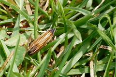 Eucosma umbrastriana
