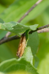 Eucosma umbrastriana