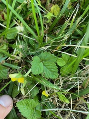 Capsella bursa-pastoris