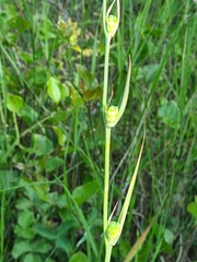 Gladiolus caucasicus