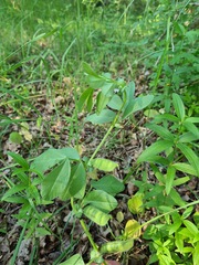 Vicia narbonensis